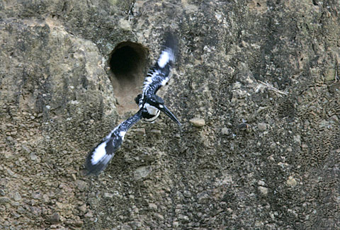 Pied Kingfisher